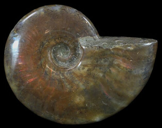 Flashy Red Iridescent Ammonite - Wide #52327